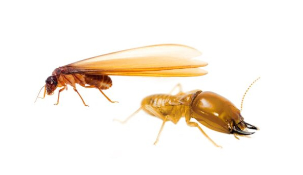 {C3A3A85A-65FF-435E-9C10-17EBD11A6FBD}